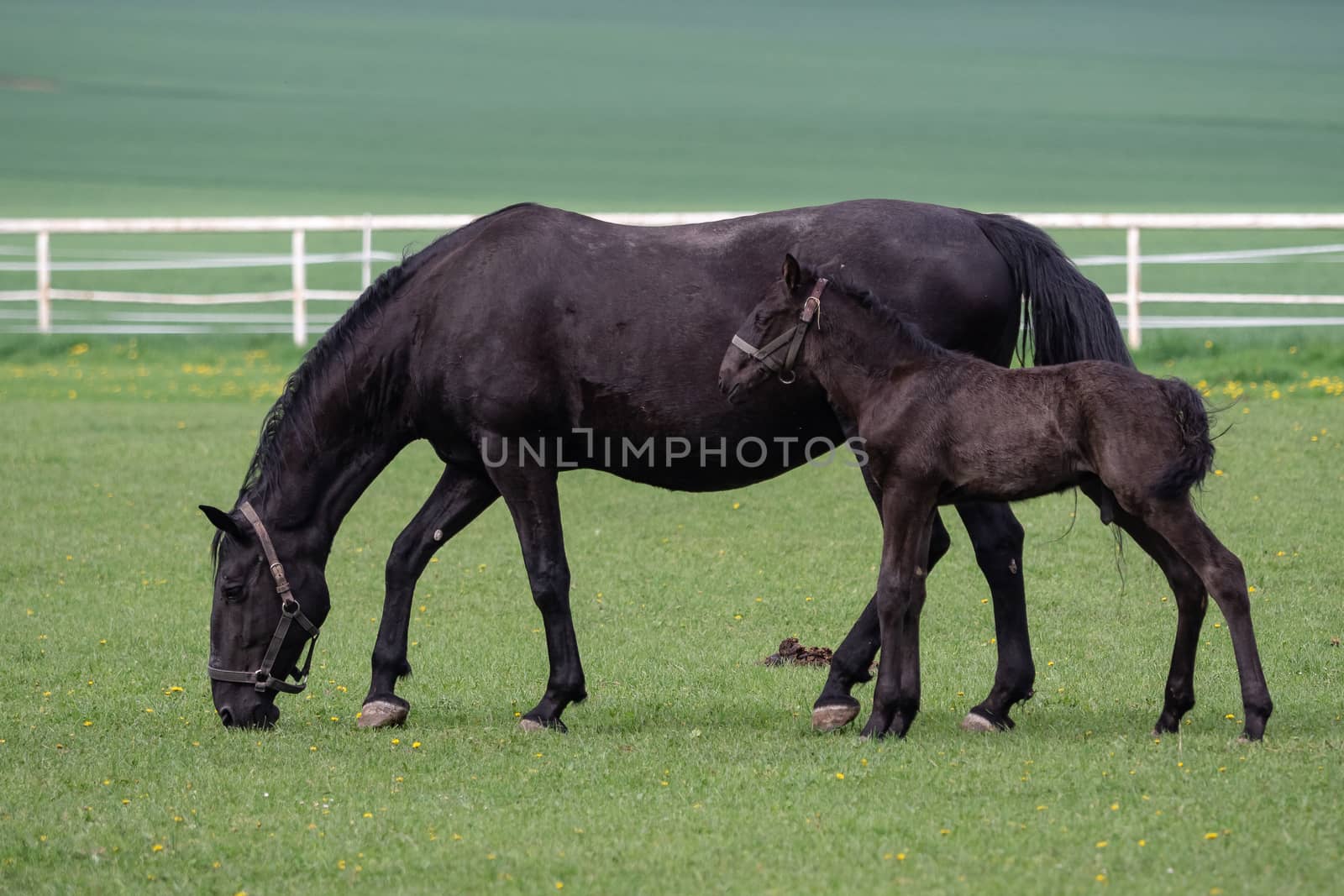 Black kladrubian horse, mare with foal