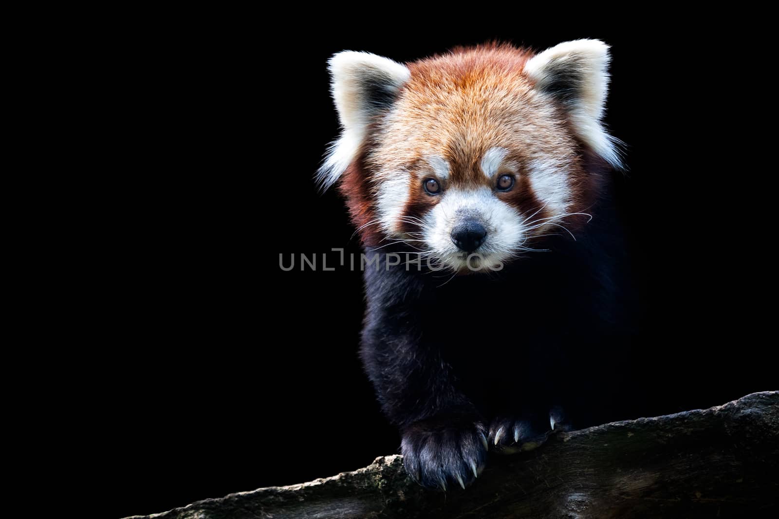 Portrait of a red panda (Ailurus fulgens) isolated on black background