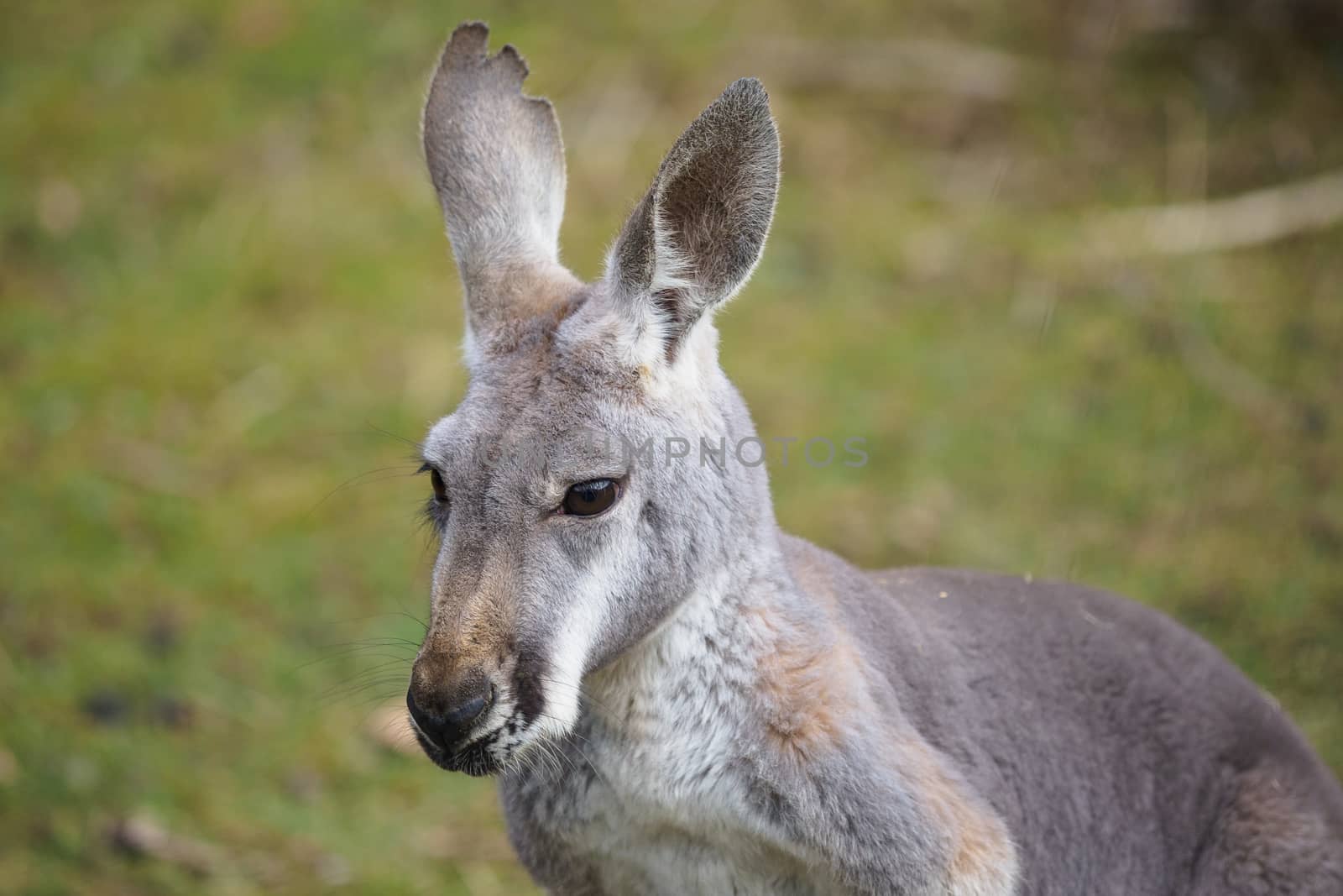 Portrait of a kangaroo (Macropus rufus)