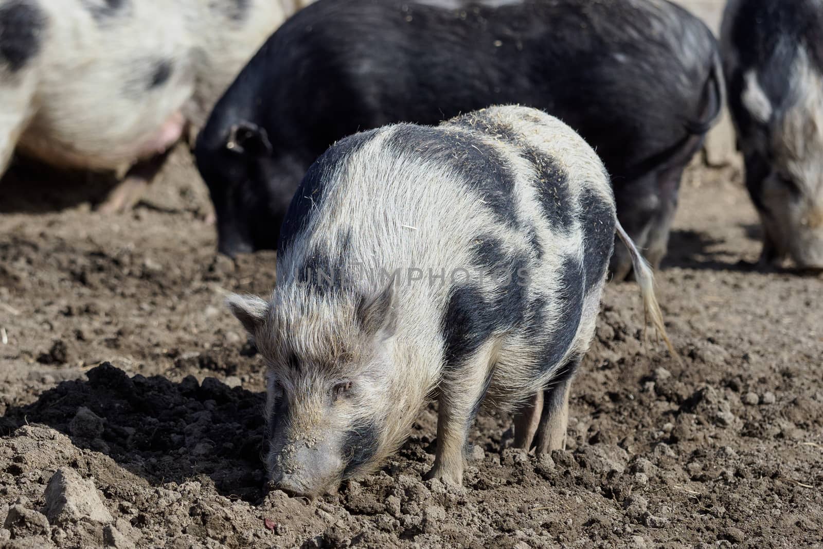 Piglet (Sus scrofa domestica) at an organic farm