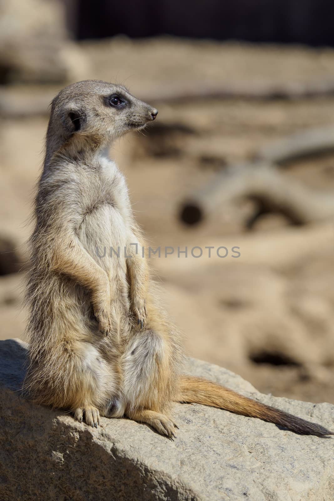 Suricata standing on a guard. Curious meerkat (Suricata suricatta).