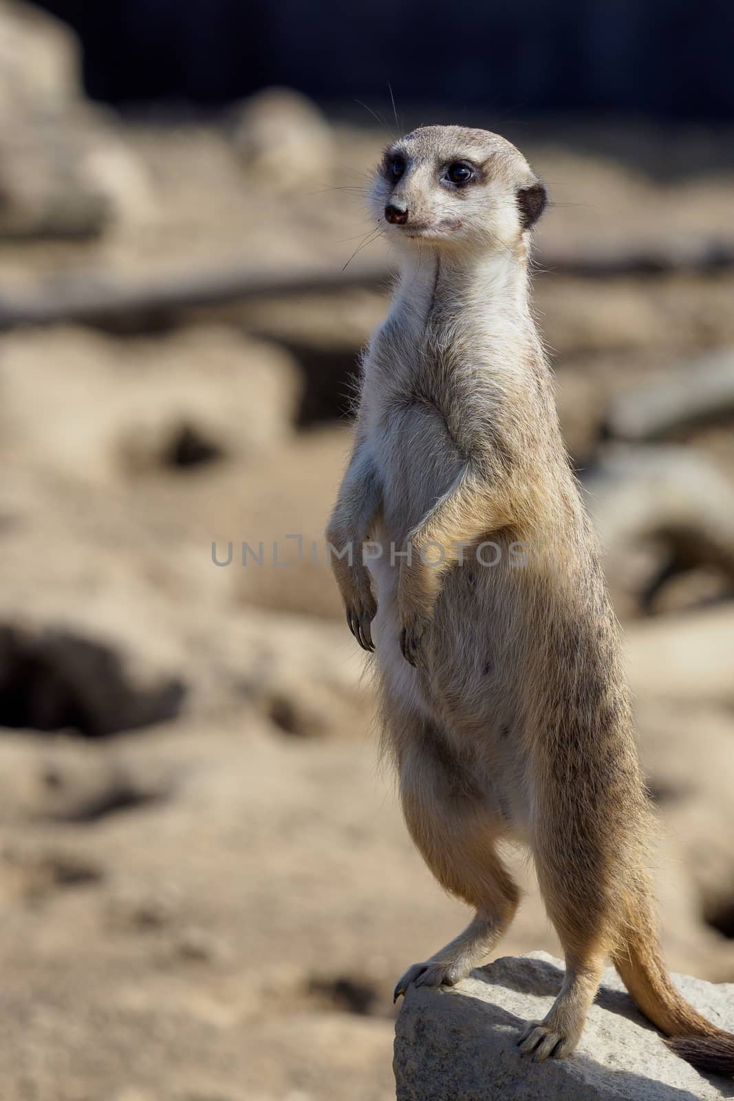 Suricata standing on a guard. Curious meerkat (Suricata suricatta).