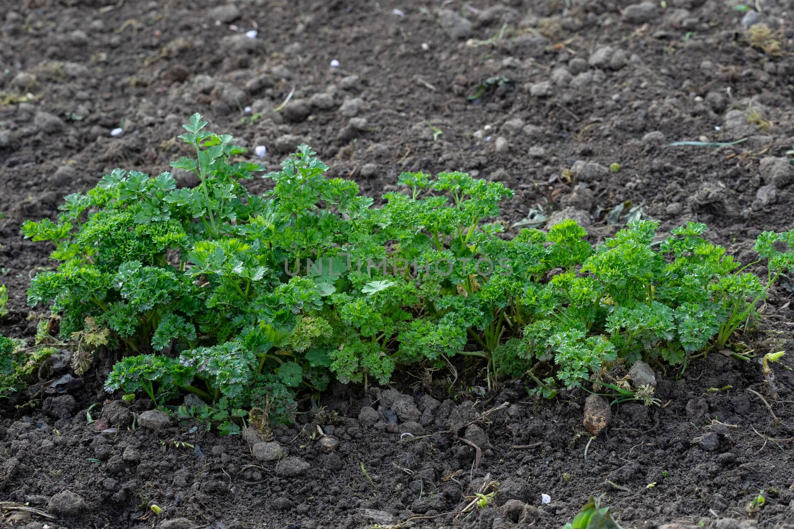 Petroselinum crispum - Curly parsley growing in the garden. Leaves of garden parsley