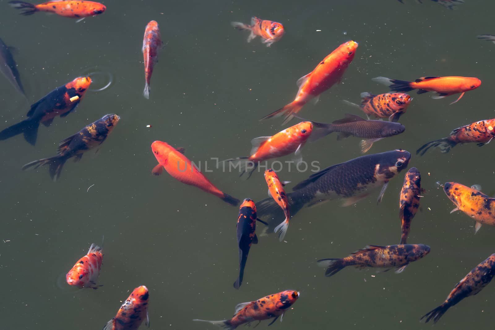 Colorful koi fish, carp fish swimming  in the lake or pond.