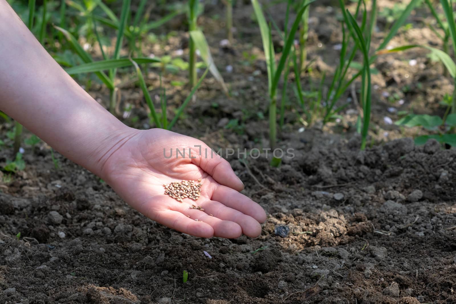 Woman hand putting seed into soil in the spring. Sow vegetable seeds. Woman's hand makes small seeds in the black earth land closeup.