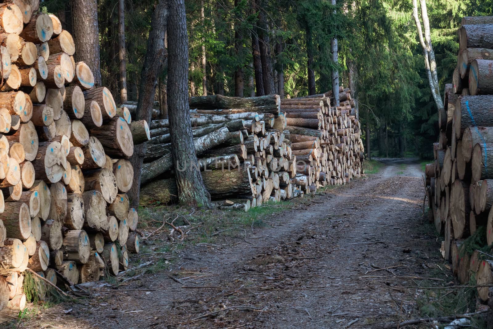 A big pile of wood in a forest road