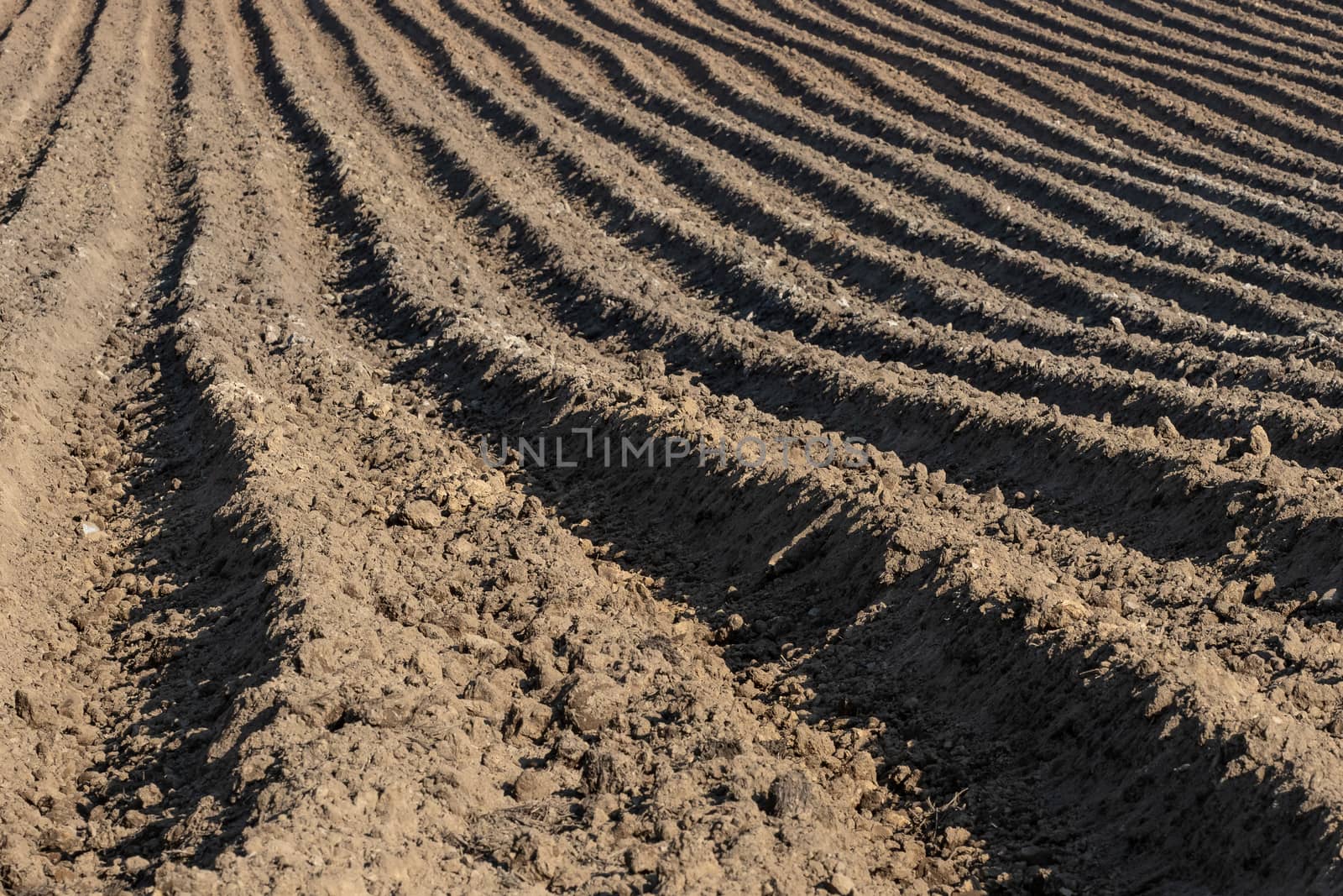 Earth ridges in a potato field in spring. Planting potatoes. Agricultural field.