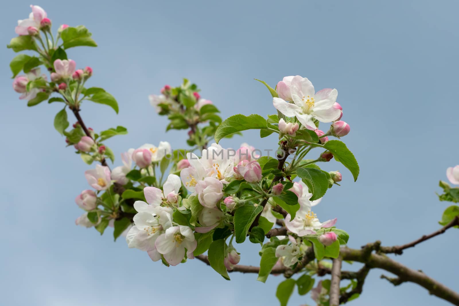 Apple blossoms on a background of blue sky. Spring flowers.