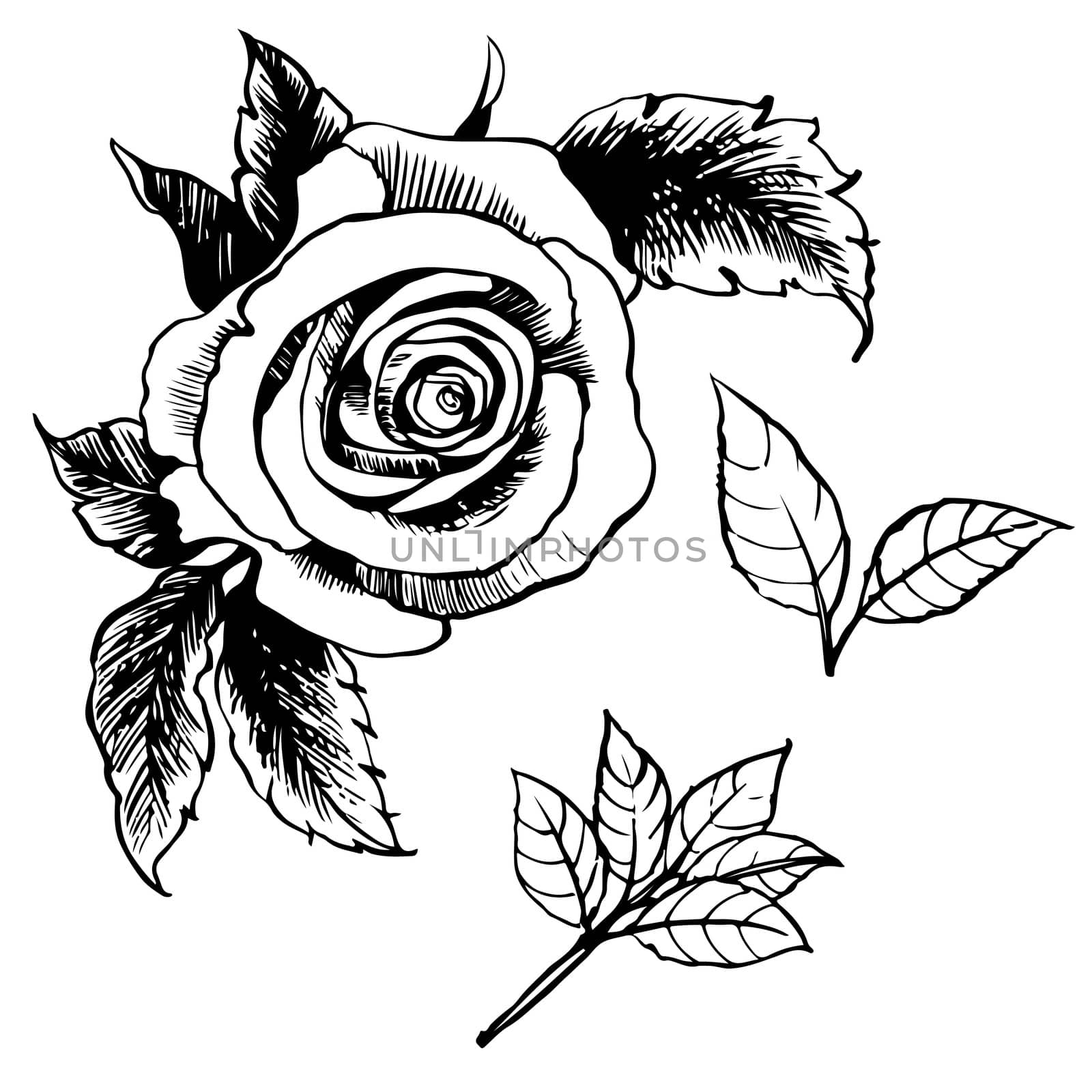 Rose and leaves hand drawn  by simpleBE