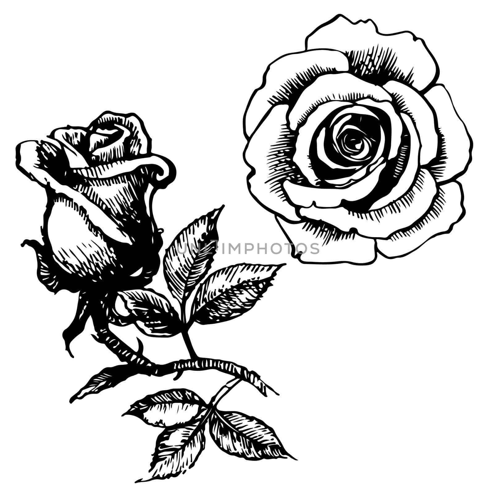 Rose and leaves hand drawn isolated on white background