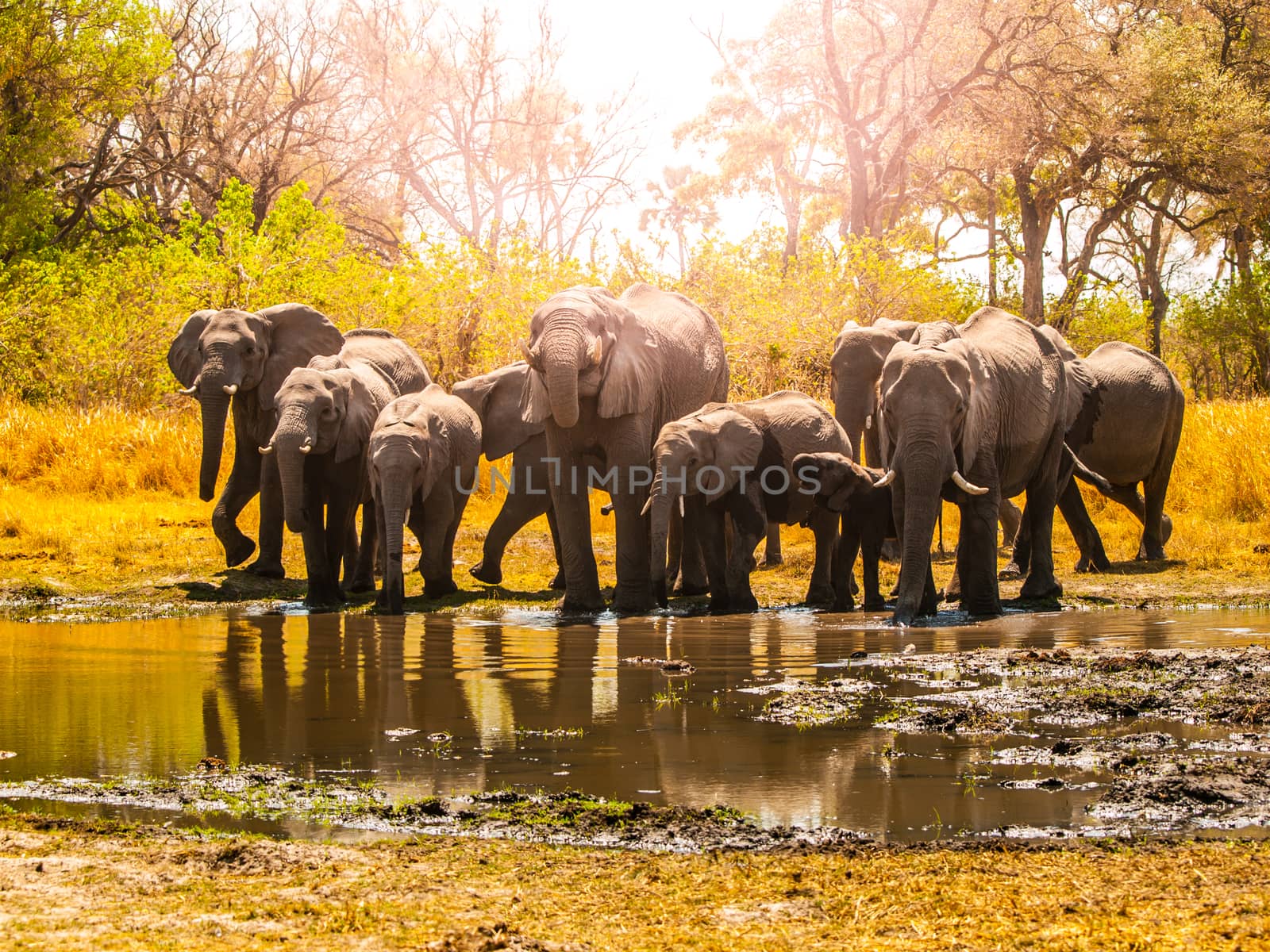 Herd of african elephants at waterhole. Chobe National Park, Okavango Region, Botswana, Africa by pyty