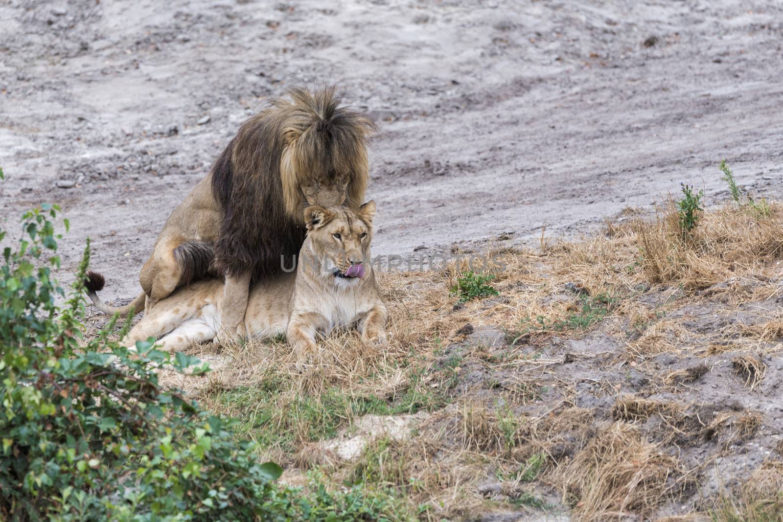 two mating lions male and female during safari
