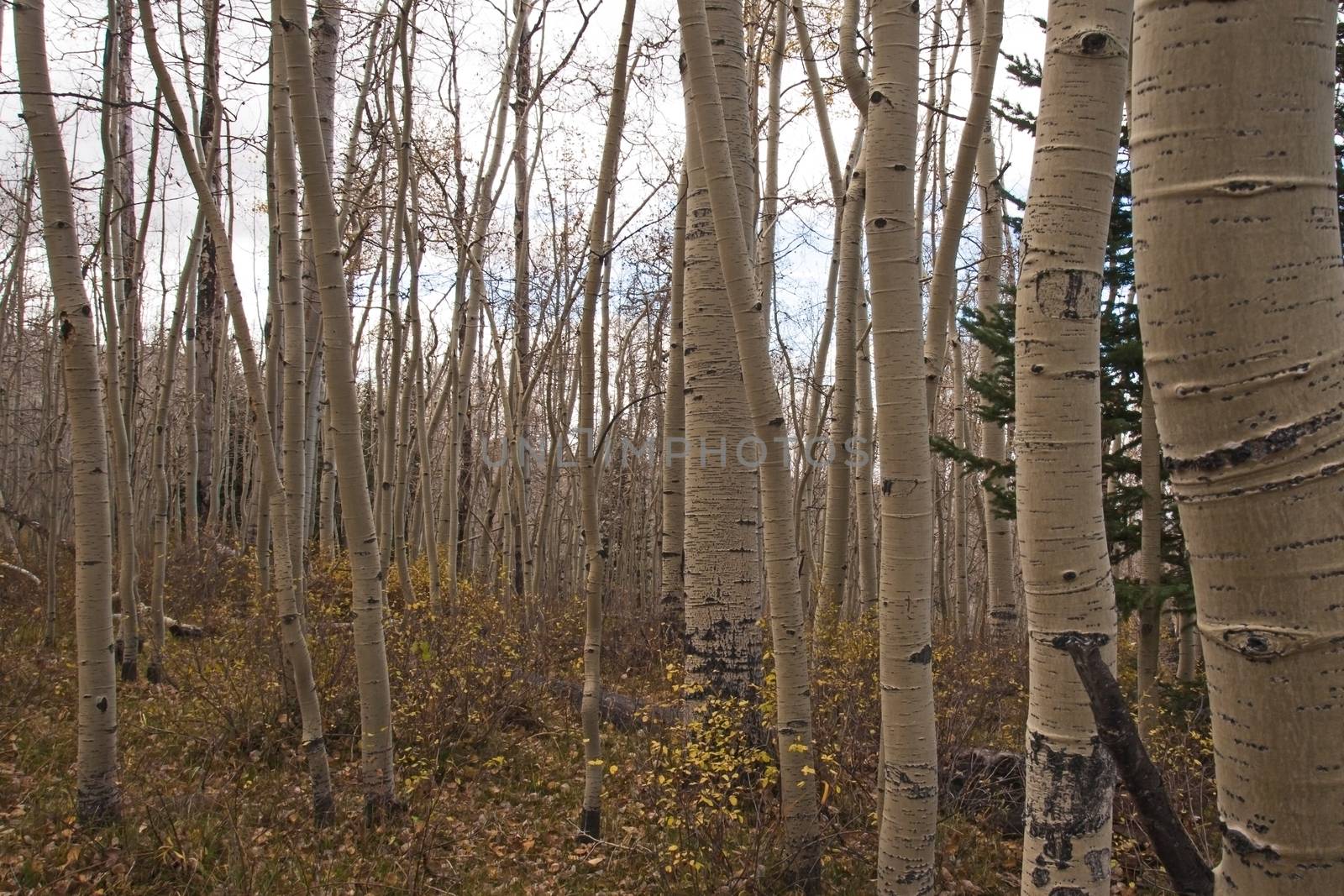 Quacking Aspen (Populus tremuloides) photographed during fall in the Manti-La Sal National Forest. Utah