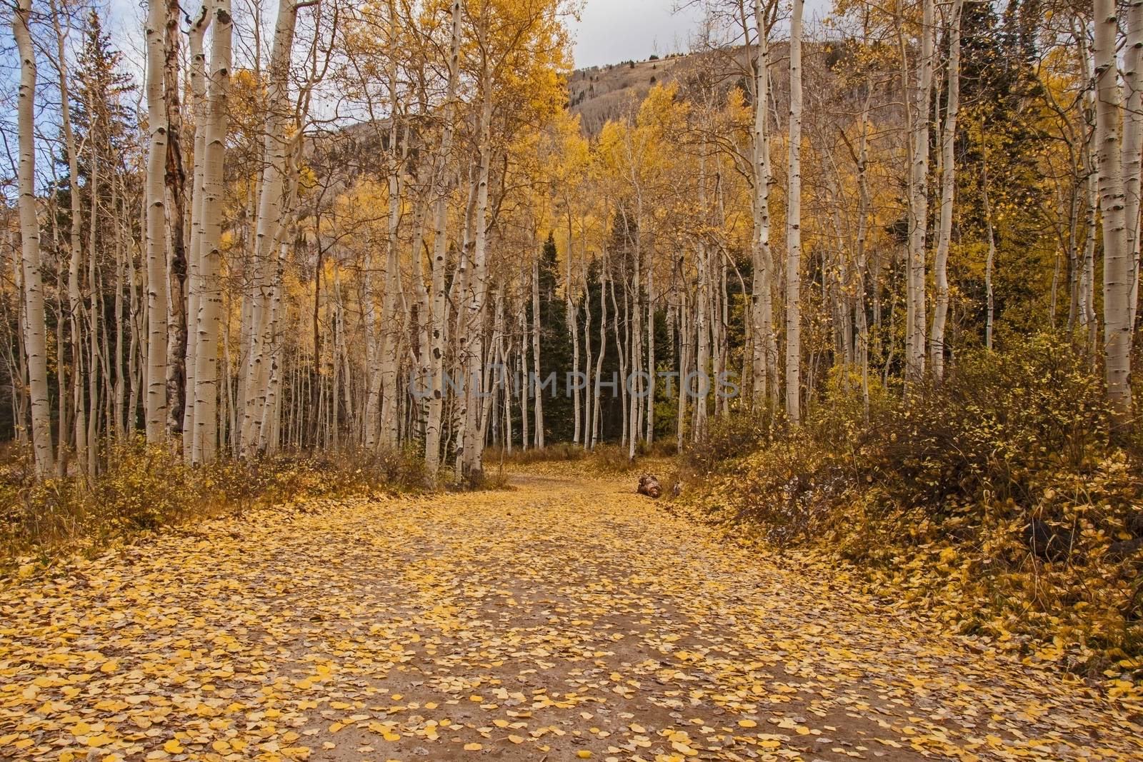 Quacking Aspen (Populus tremuloides) during fall by kobus_peche