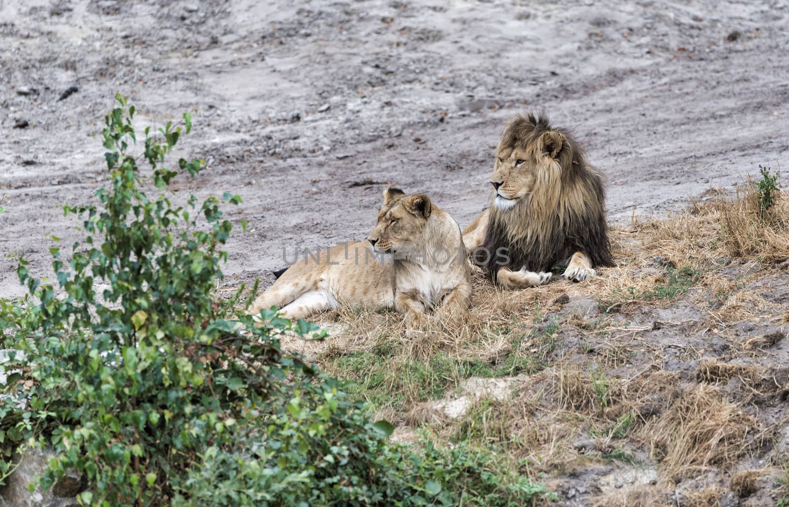 male and female african lion during safari by compuinfoto