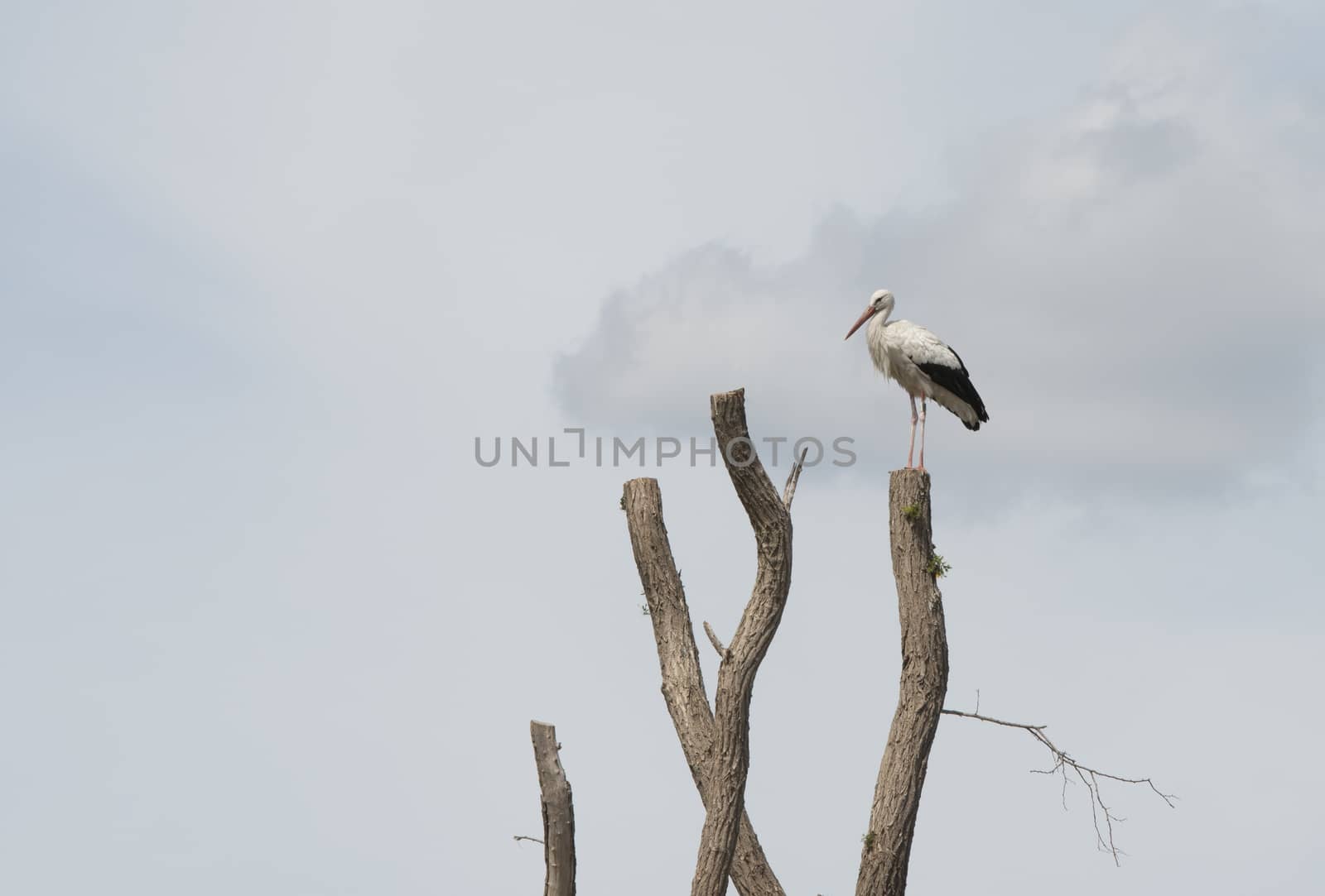 adult stork bird standing on a pole, the adult stork has a red beak