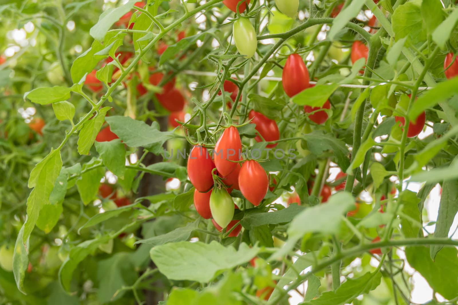 Fresh ripe tomatoes  by rakratchada