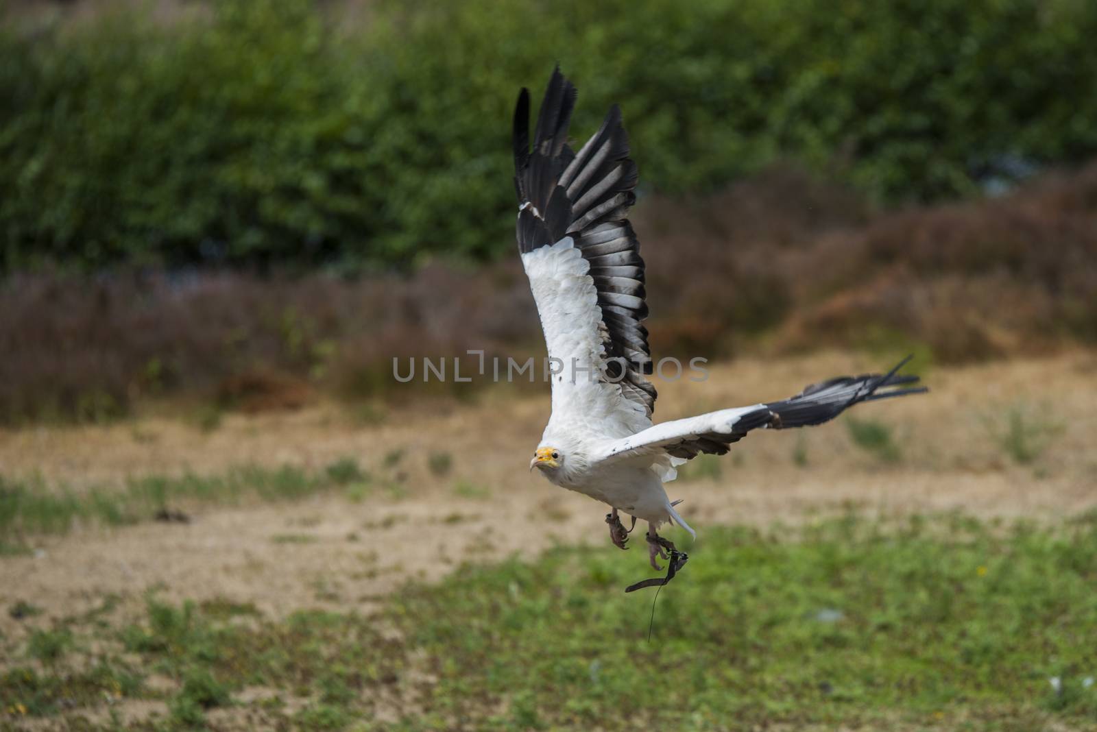 neophron percnopterus or vulture during flight during flight show in safari park beekse bergen in holland