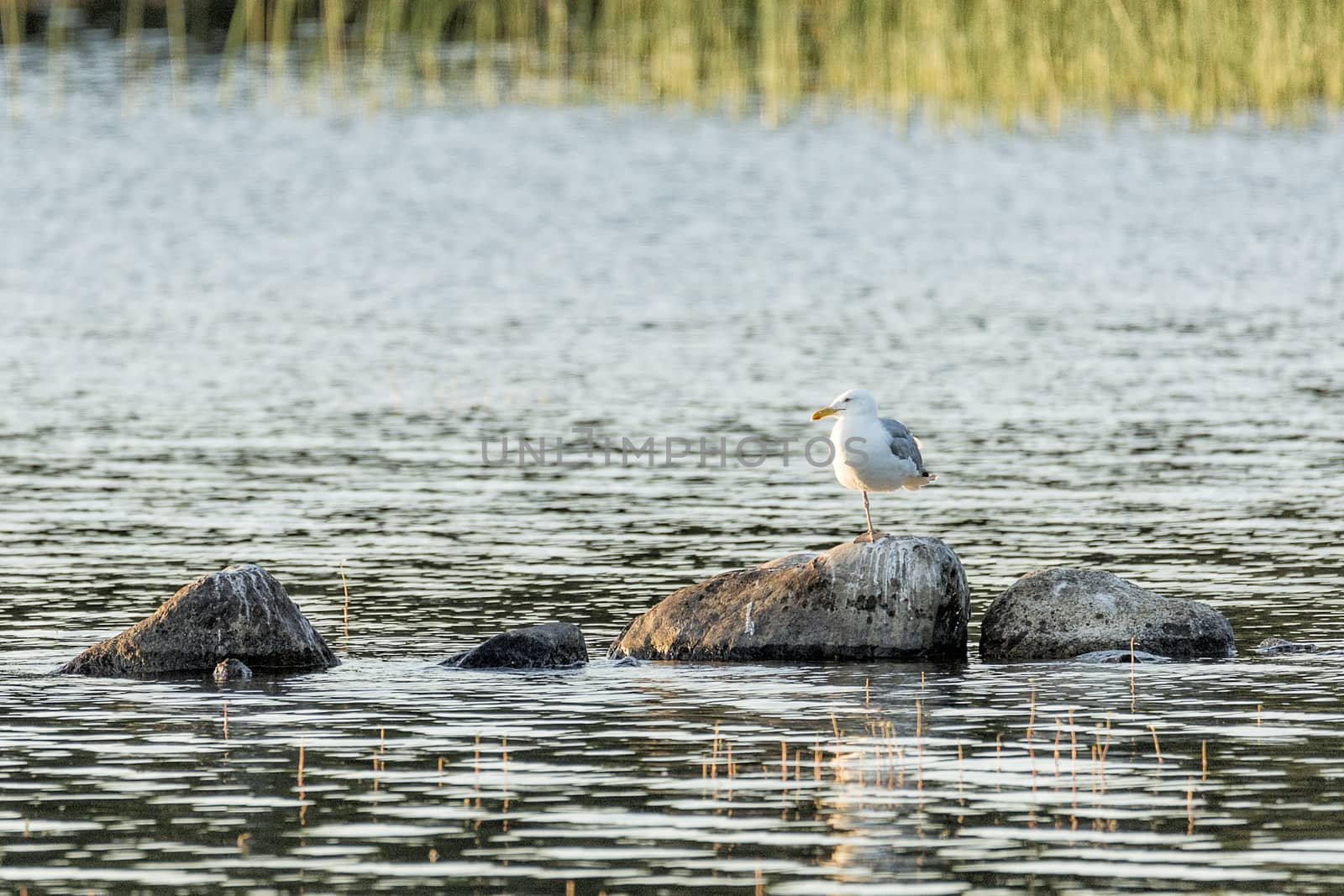 Two Common Gull in Water Standing on Rock.