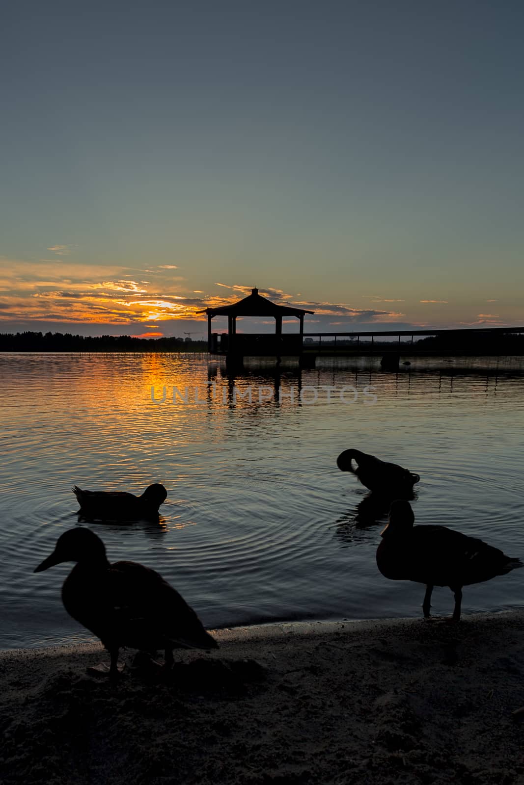 Gazebo in Lake with Mallard Ducks in Water at Sunset.