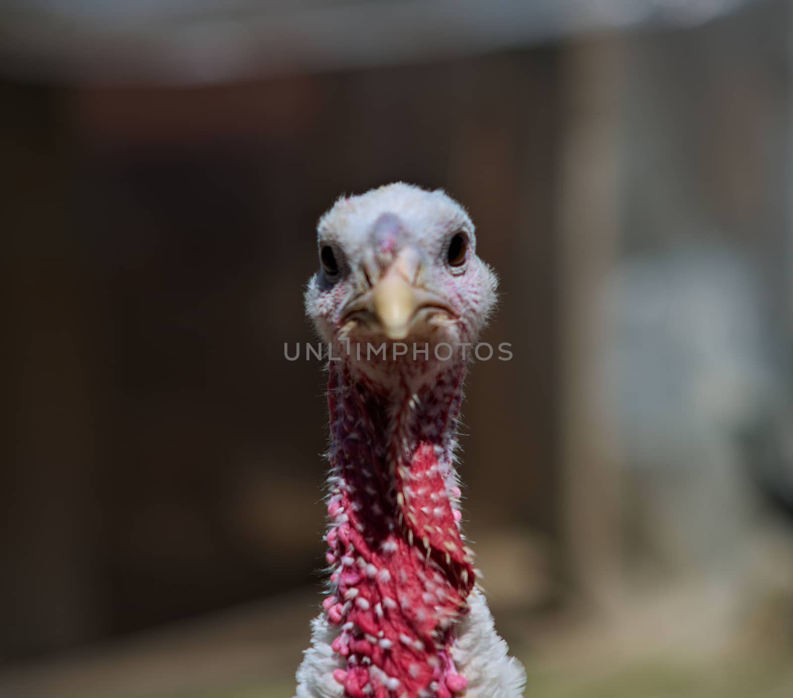 Front view of turkey head looking at camera