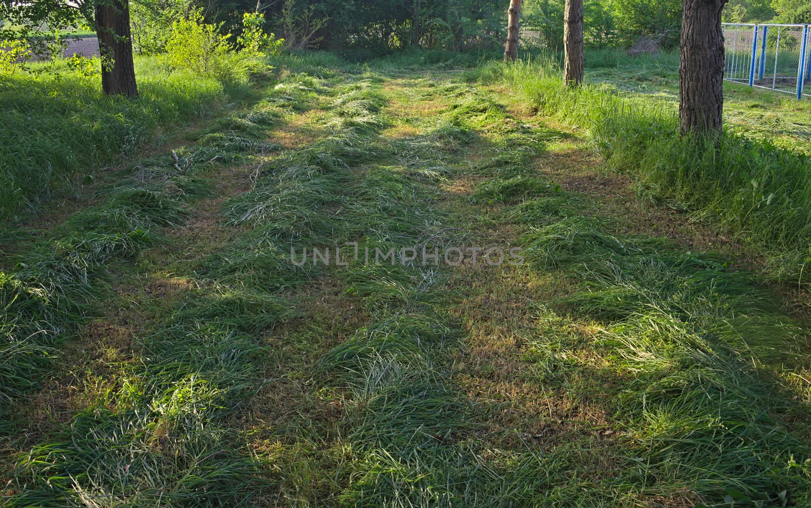 Freshly mowed grass in park with tree trunks around by sheriffkule