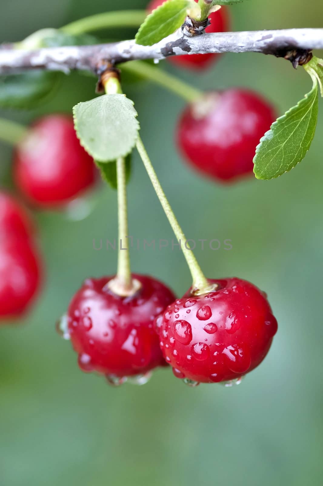 cherry with rain drops on the branches on blurred nature background