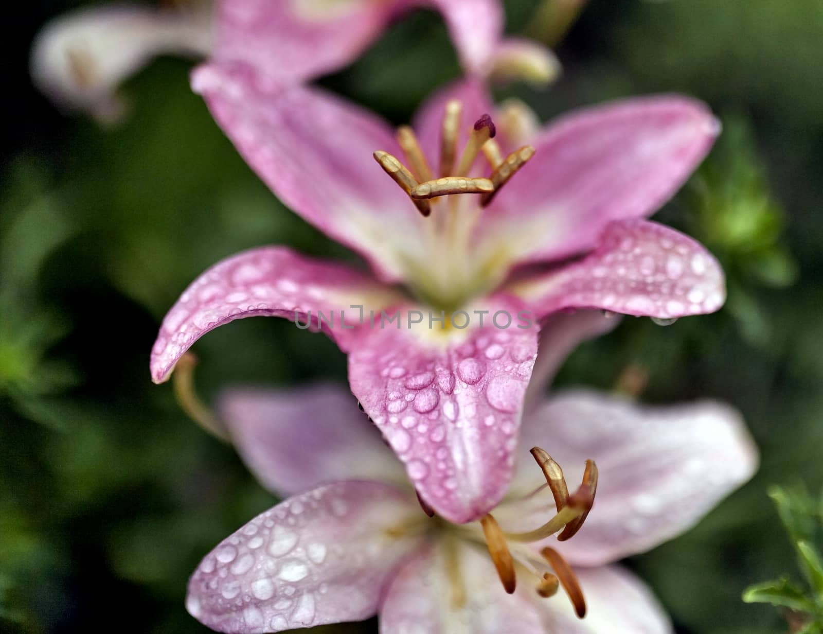 pink Lily with drops of rain on blurred nature background