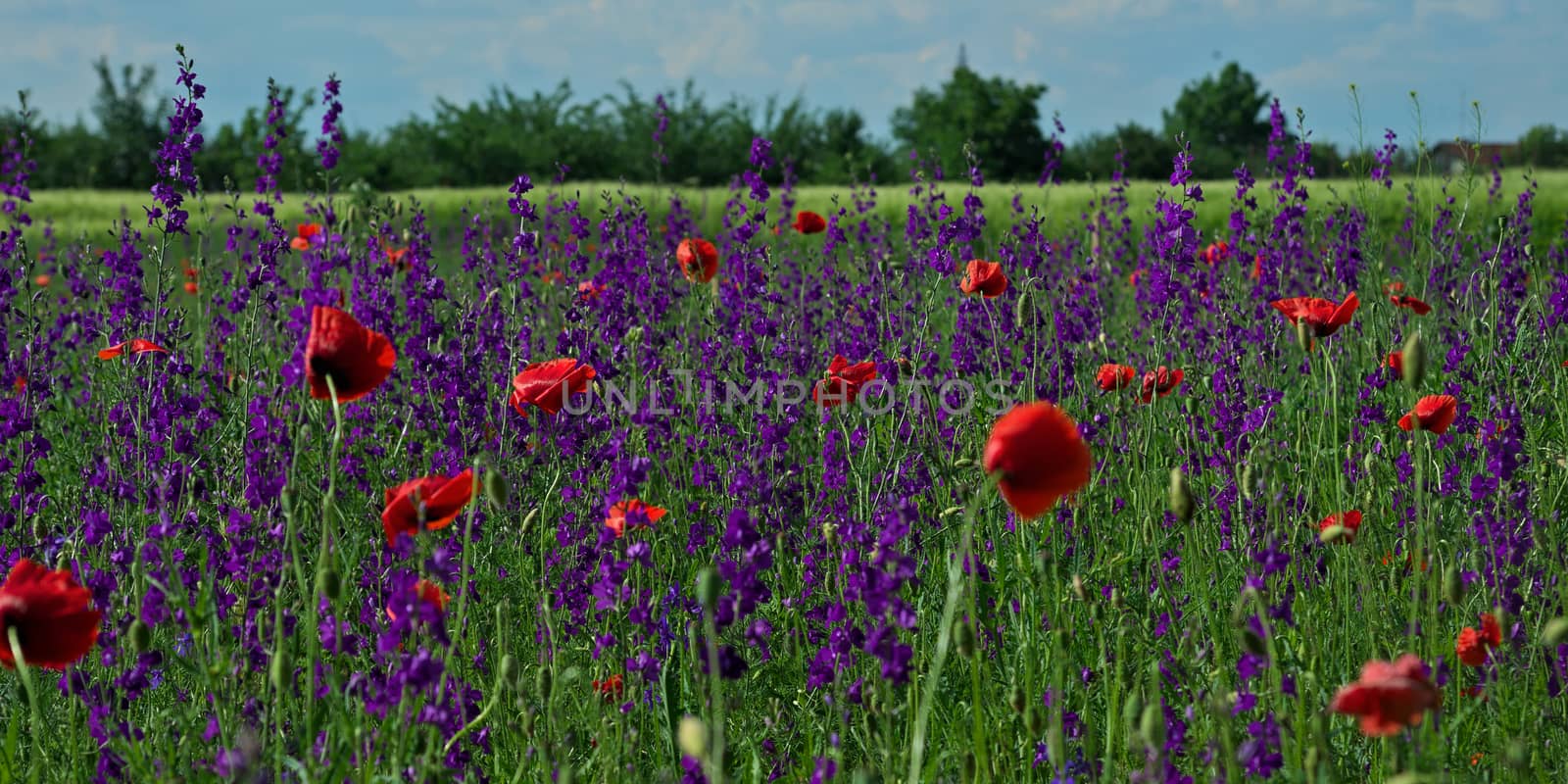 Field plants with red and purple flowers in full bloom by sheriffkule