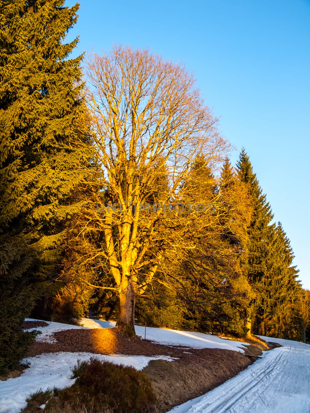 Late winter cross country skiing tracks. Rest of snow on sunny evening near Kristianov village, Jizera Mountains, Czech Republic by pyty