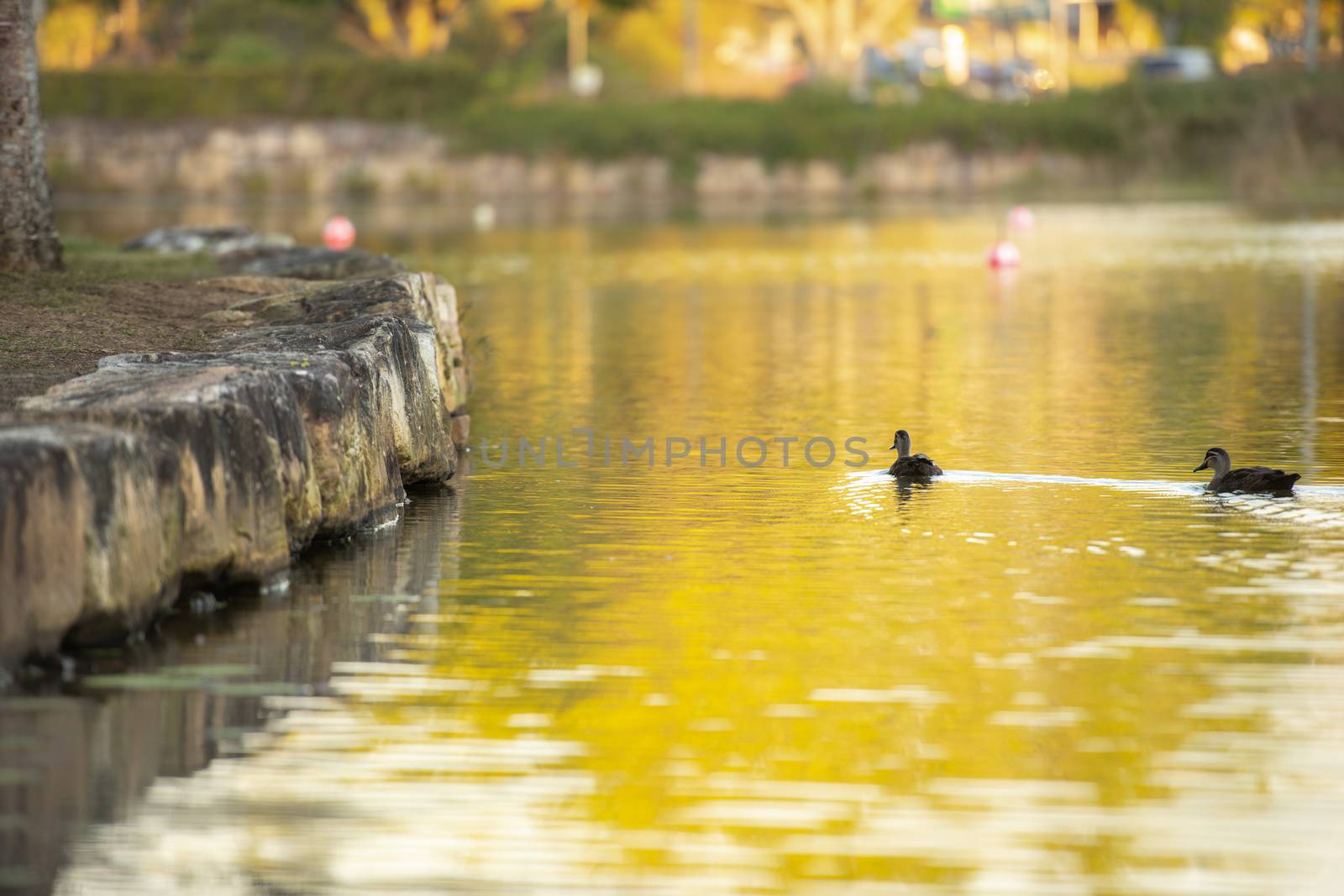 Beautiful lake in Springfield Lakes in the afternoon. by artistrobd