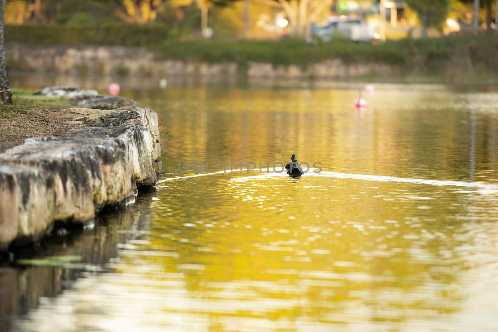 Beautiful lake in Springfield Lakes, Ipswich City, Queensland in the afternoon.