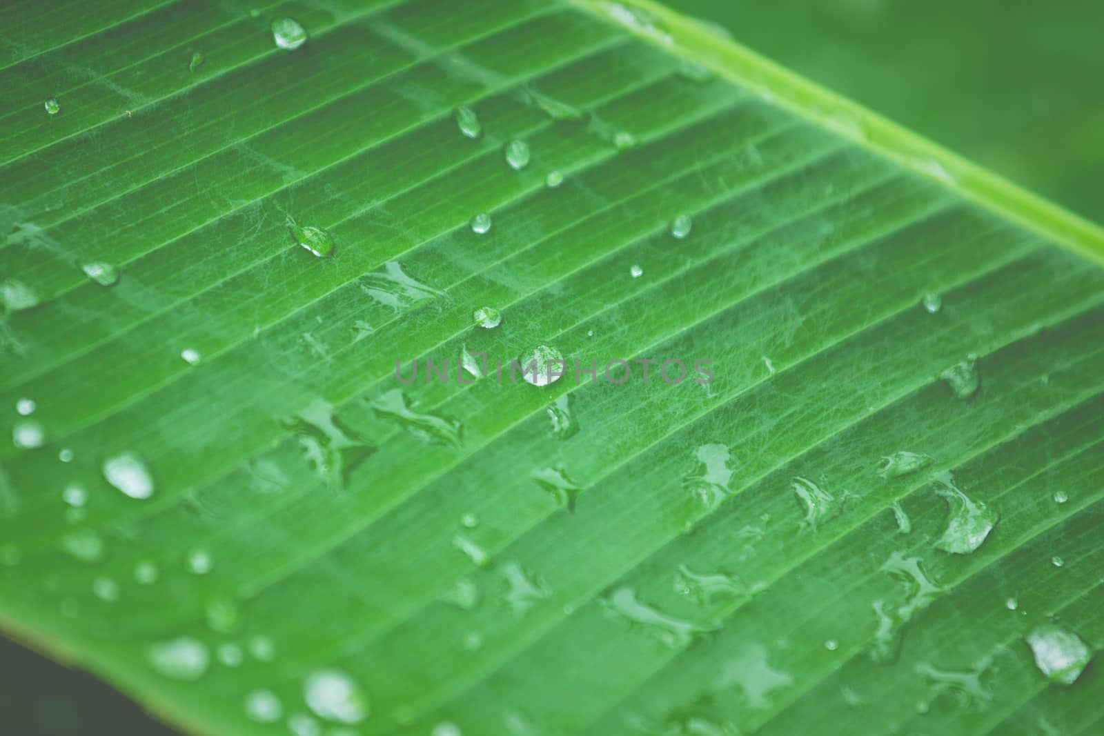 banana leaf background for an illustration  by photosam