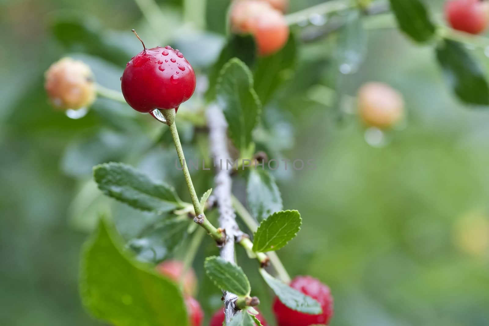 cherry with rain drops on the branches on blurred nature background