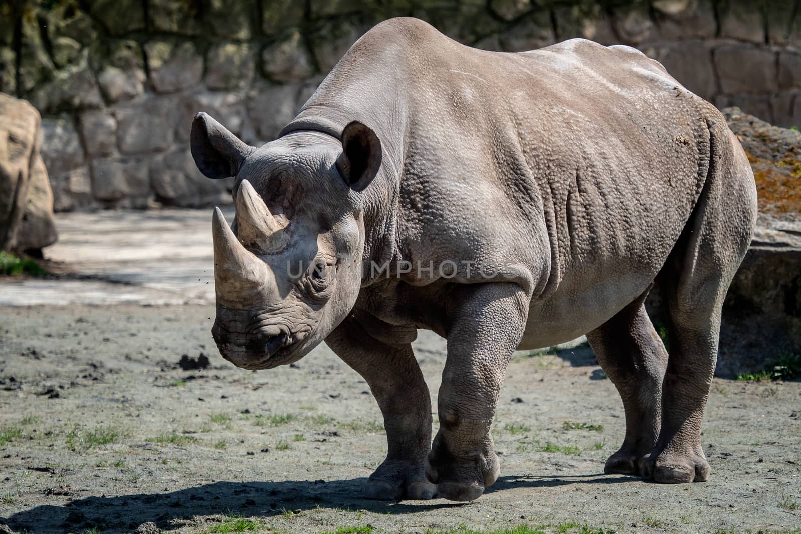 Eastern black rhinoceros, (Diceros bicornis michaeli)