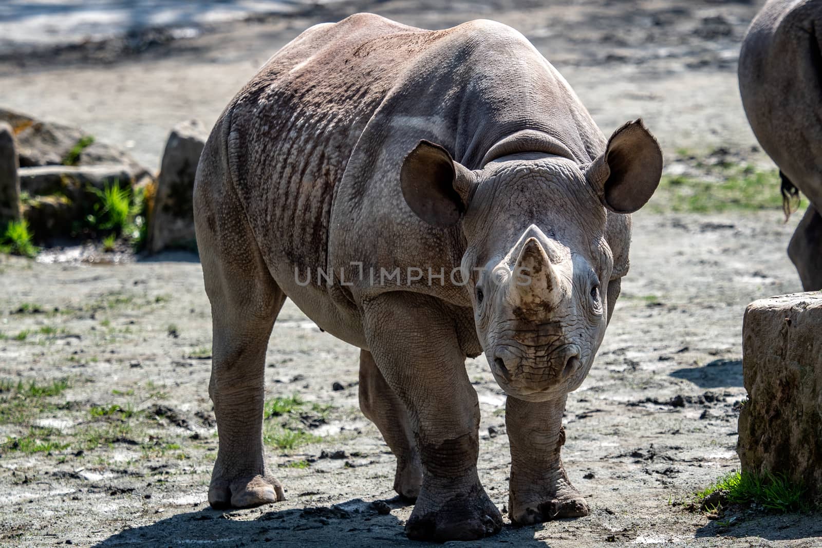 Young eastern black rhinoceros, (Diceros bicornis michaeli)