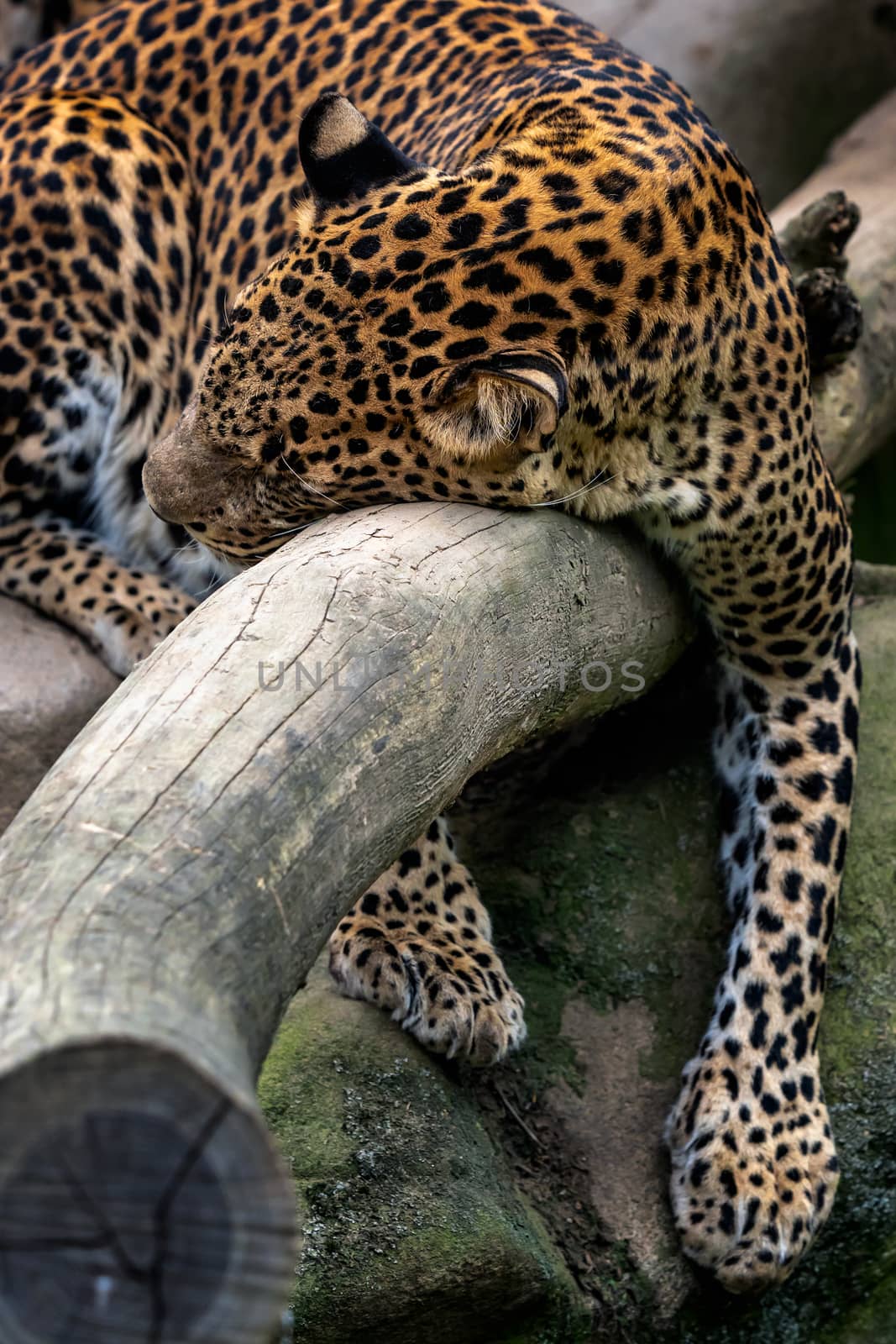 Ceylon leopard, Panthera pardus kotiya, Big spotted cat