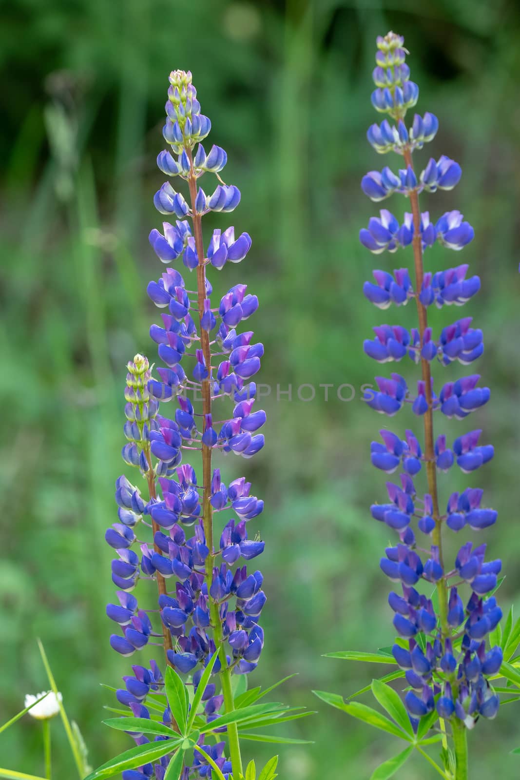 Blue lupines flowering in the meadow