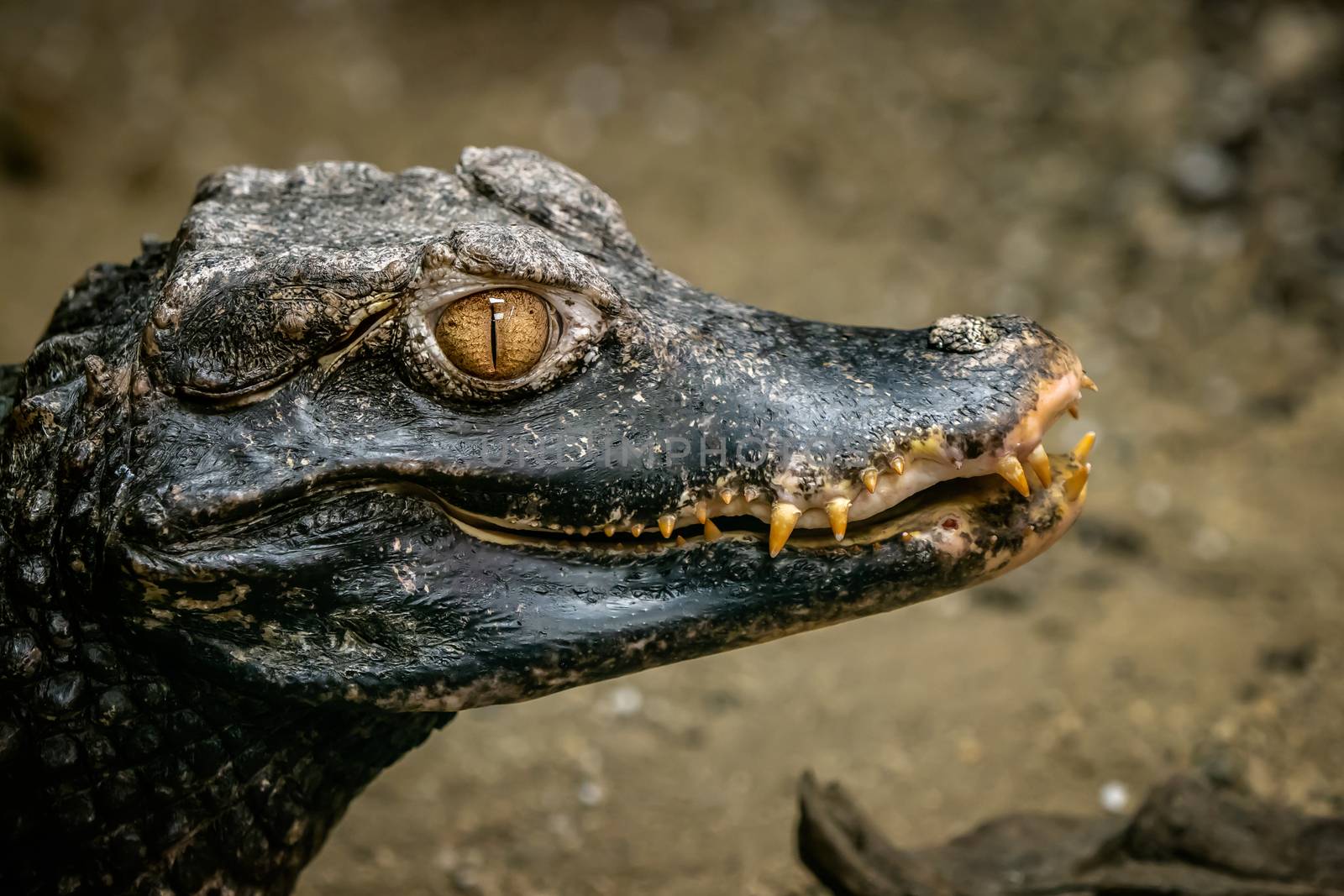 Head of a crocodile (Paleosuchus palpebrosus). Dwarf Caiman.