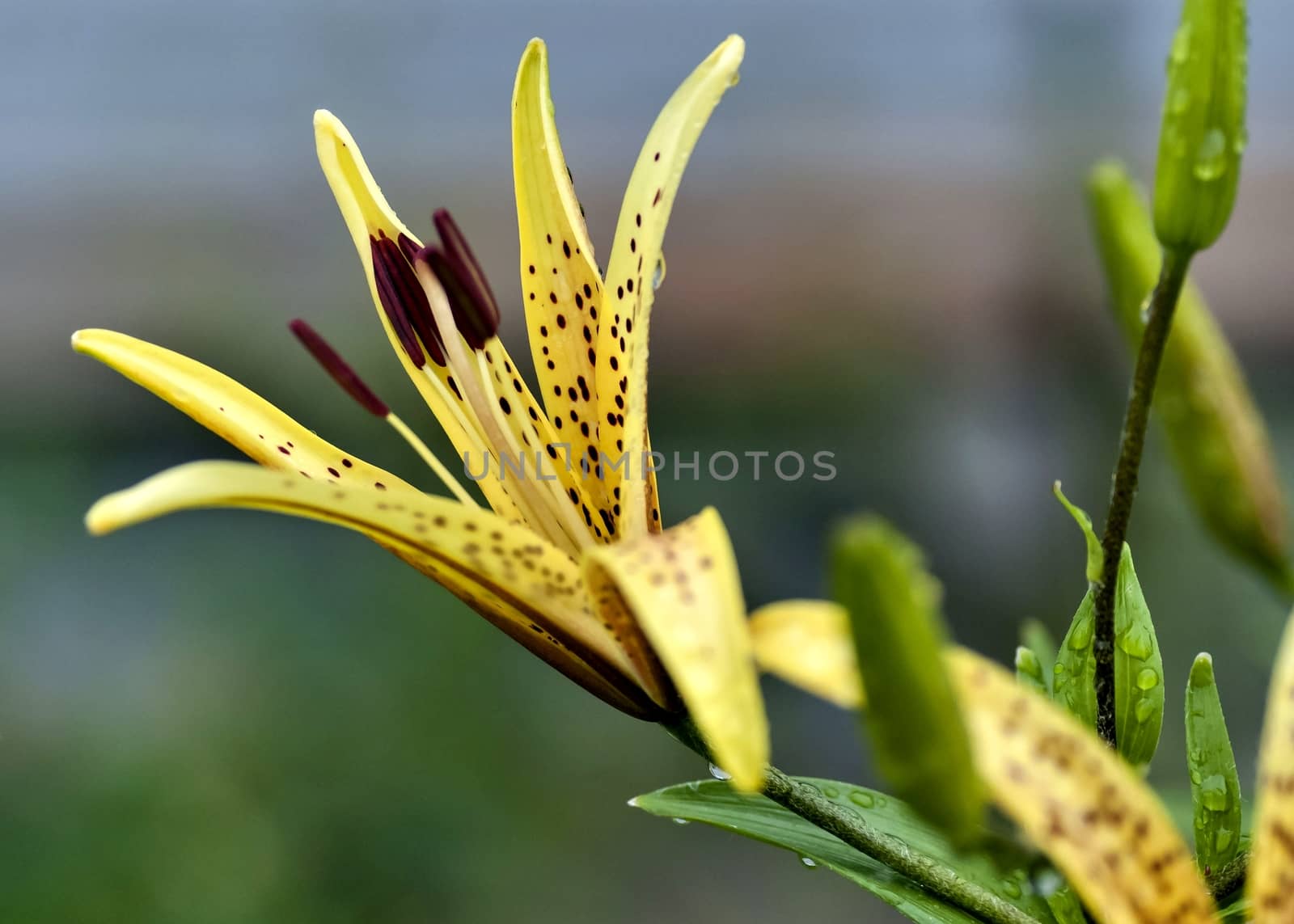 yellow tiger Lily with raindrops on the petals early cloudy morning, soft focus