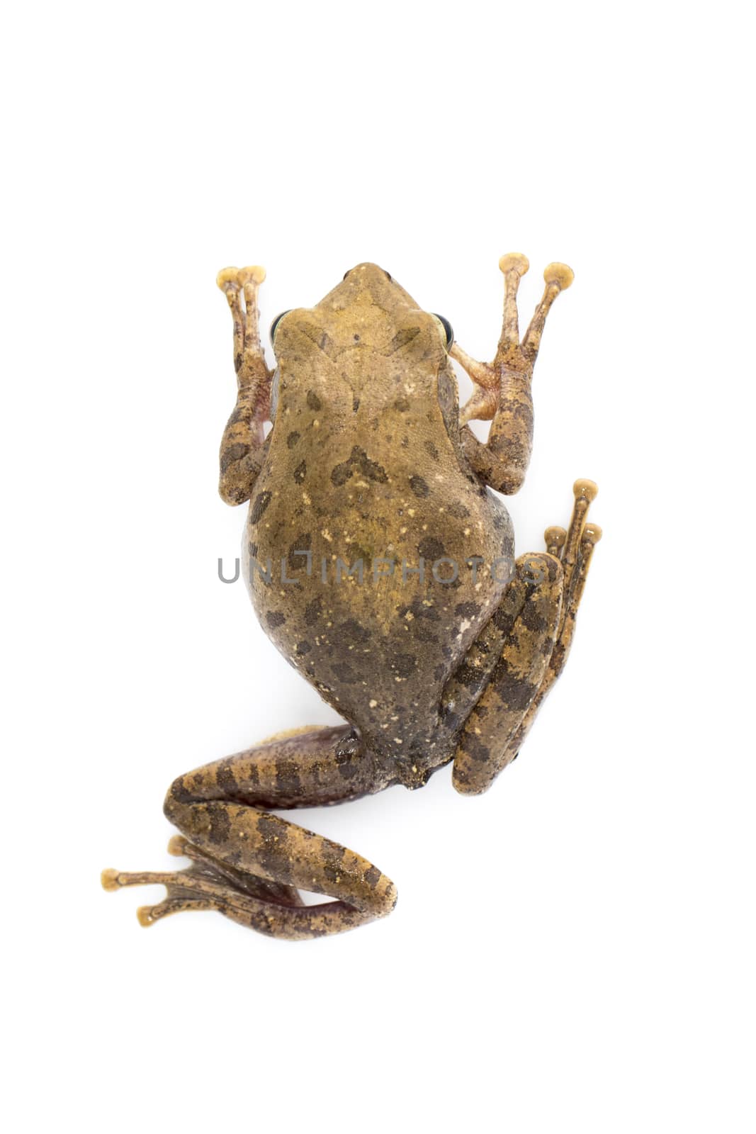 Image of Frog, Polypedates leucomystax,polypedates maculatus on a white background.  Amphibian. Animal.