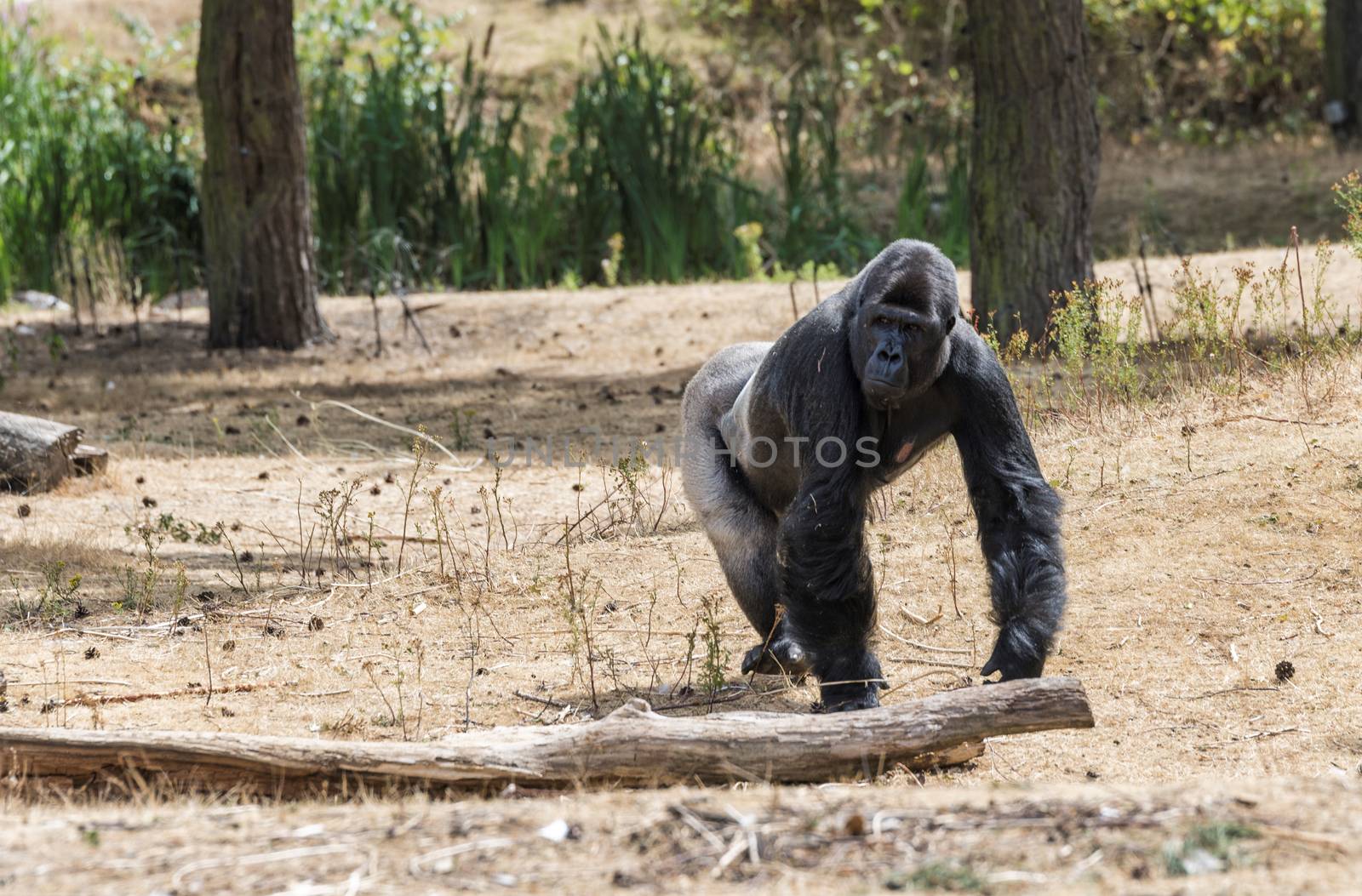 big gorilla ape showing his power outside in dry hot summer