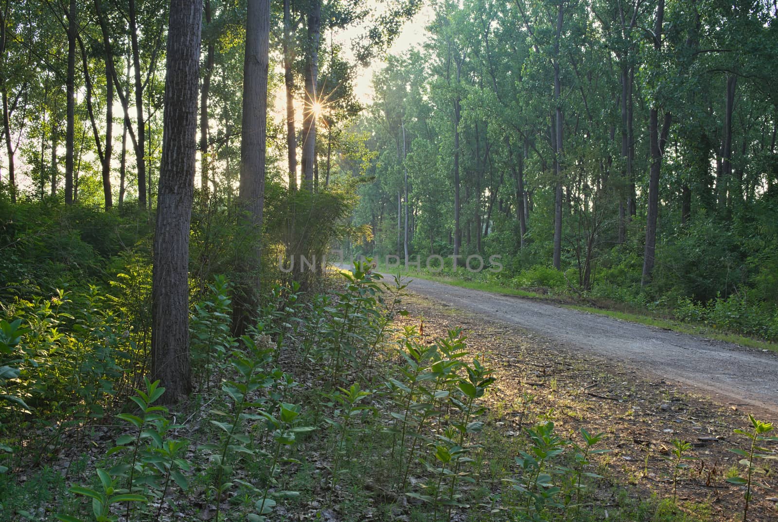 Gravel road going throughout forest during sunset by sheriffkule