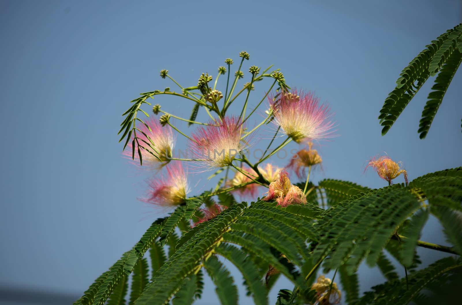 Fern like tree blooming with white and pink flowers, closeup by sheriffkule