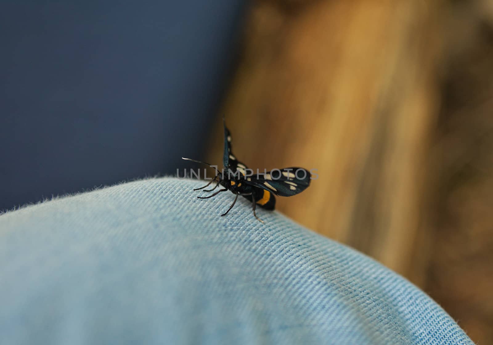 Black butterfly standing on leg dressed in jeans by sheriffkule