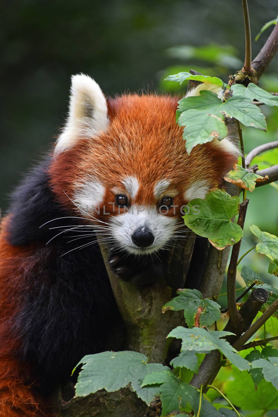 Close up portrait of red panda on tree by BreakingTheWalls
