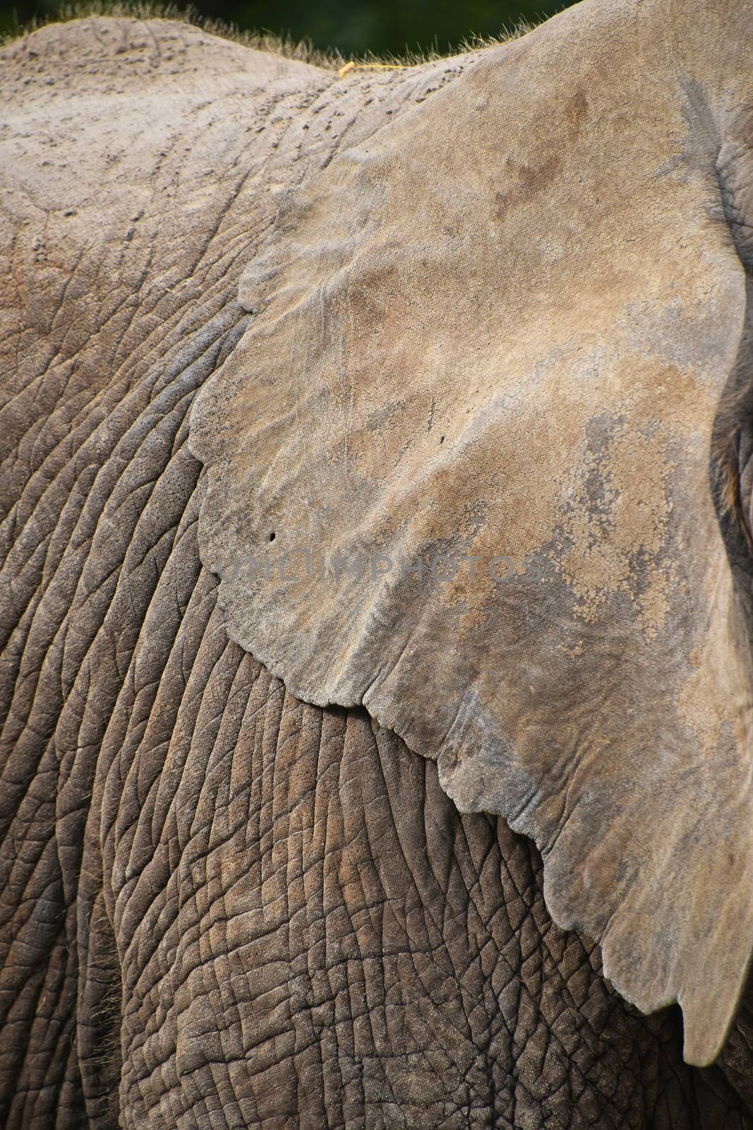 Extreme close up ear of African elephant, low angle side profile view