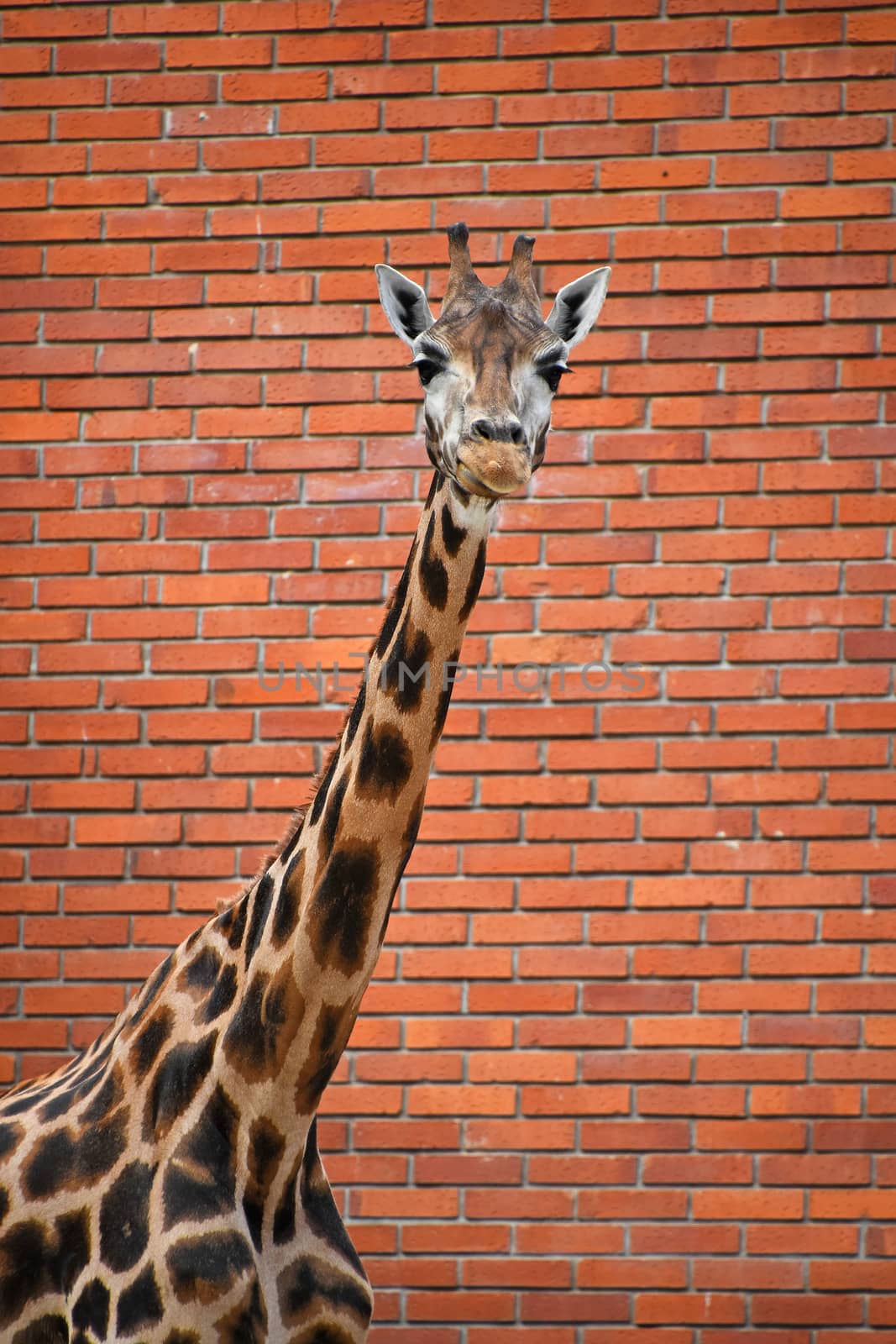 Close up front portrait of one giraffe looking at camera over background of red brick wall, low angle viewClose up front portrait of one giraffe looking at camera over background of red brick wall, low angle view
