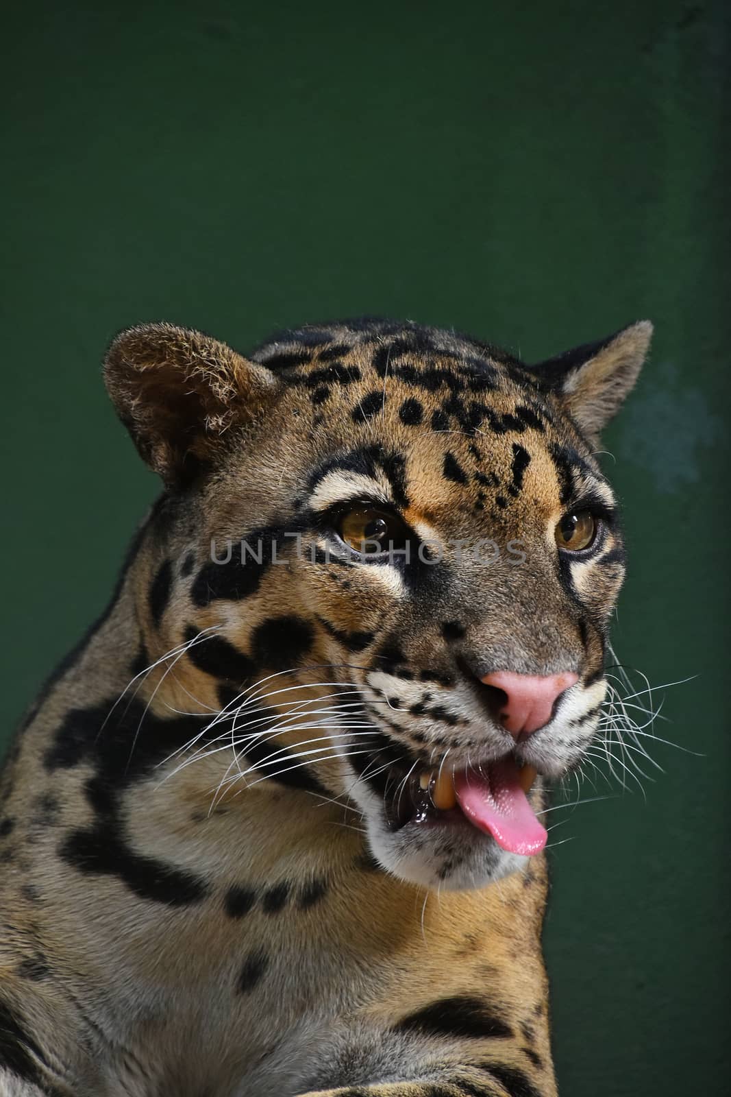 Close up portrait of clouded leopard by BreakingTheWalls