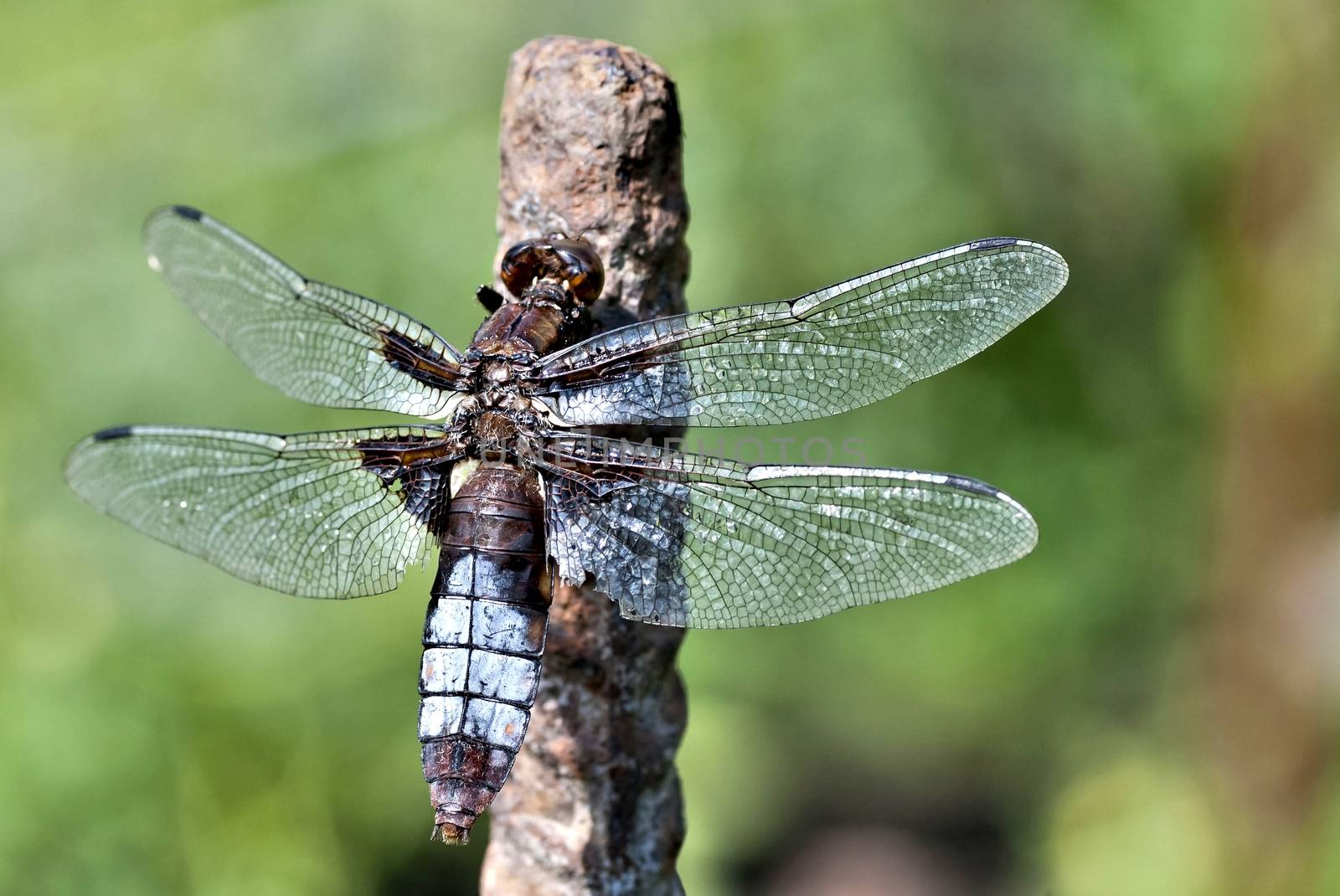 young dragonfly sitting on a rod on blurred nature background